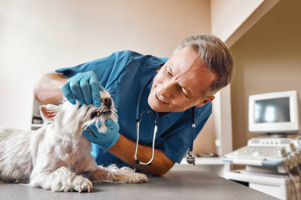 Best Emergency Dental Services for Seniors in Wrens, GA